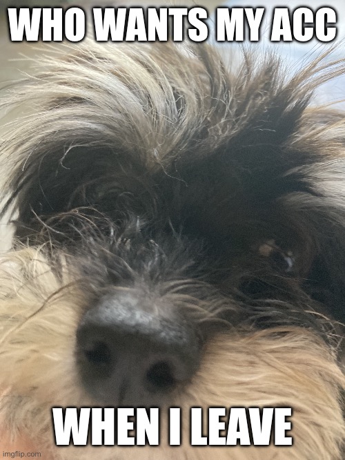My dumbass dog | WHO WANTS MY ACC; WHEN I LEAVE | image tagged in my dumbass dog | made w/ Imgflip meme maker