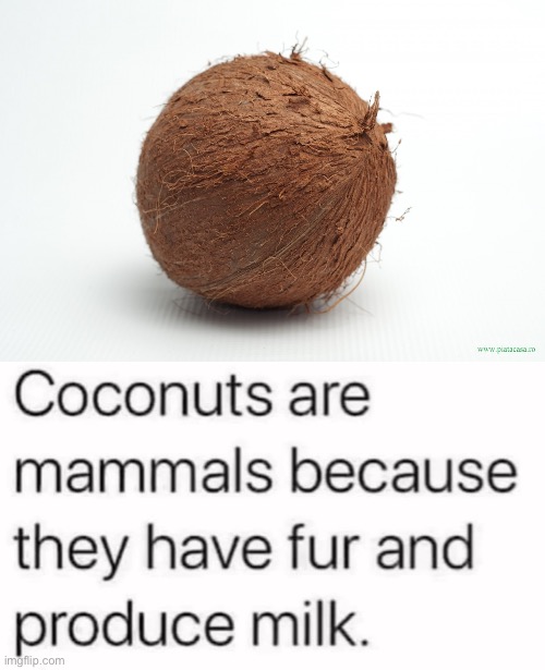 Coconuts | image tagged in coconut,mammal,fursuit,got milk | made w/ Imgflip meme maker