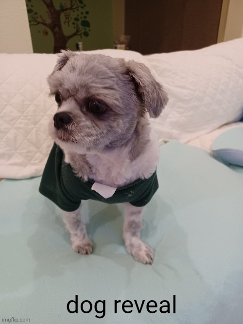 dog reveal | made w/ Imgflip meme maker