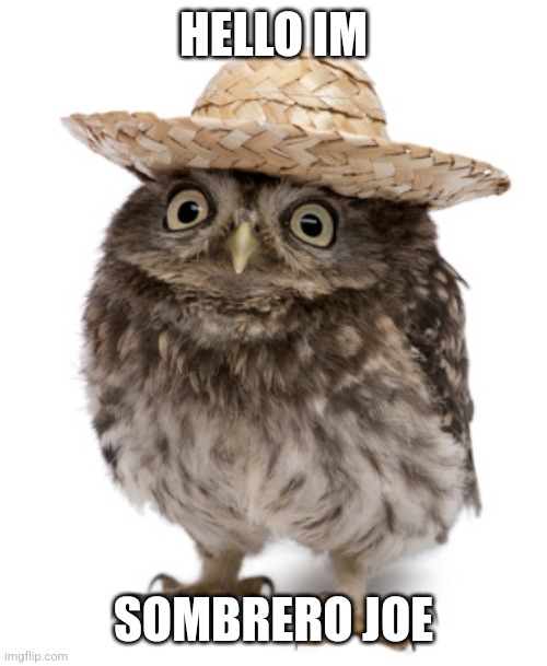 Sombrero joe | HELLO IM; SOMBRERO JOE | image tagged in sombrero owl,sombrero joe | made w/ Imgflip meme maker