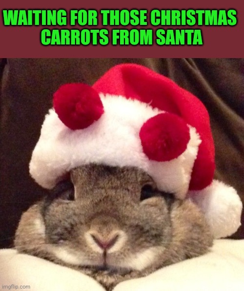 BUNNY WANTS CARROT PRESENTS | WAITING FOR THOSE CHRISTMAS 
CARROTS FROM SANTA | image tagged in bunny,christmas,santa claus,rabbit | made w/ Imgflip meme maker