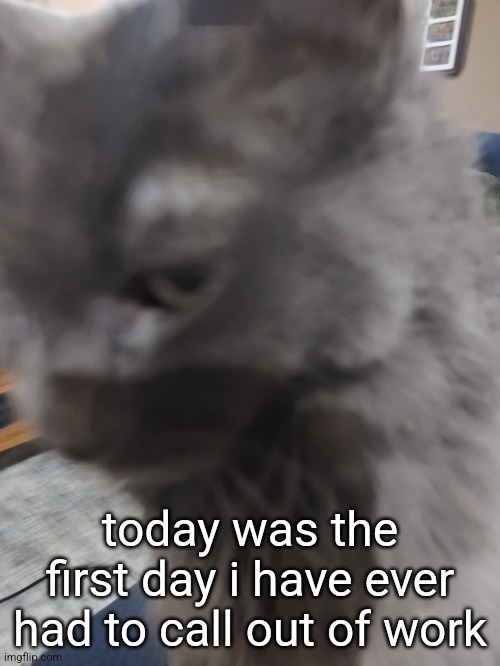 32's Cat | today was the first day i have ever had to call out of work | image tagged in 32's cat | made w/ Imgflip meme maker
