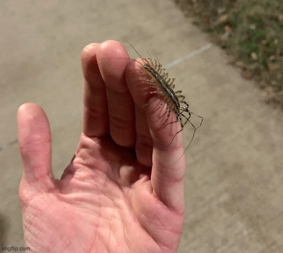 House centipede | made w/ Imgflip meme maker