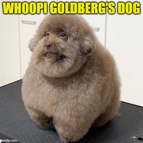 Whoopi's Dog | WHOOPI GOLDBERG'S DOG | image tagged in whoopi goldberg,the view,obesity,obese,fat,shame | made w/ Imgflip meme maker