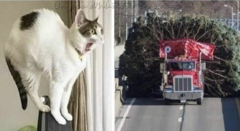 Scared cat Blank Meme Template