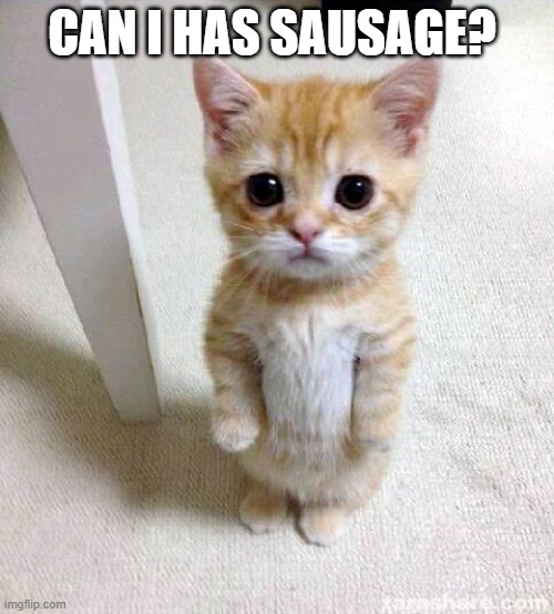 Cute Cat | CAN I HAS SAUSAGE? | image tagged in memes,cute cat | made w/ Imgflip meme maker