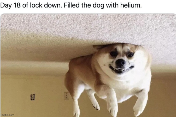 I have to come up with a title | image tagged in dog with helium,dog | made w/ Imgflip meme maker