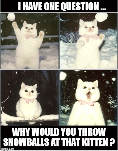 Playing In The Snow ! | I HAVE ONE QUESTION ... WHY WOULD YOU THROW SNOWBALLS AT THAT KITTEN ? | image tagged in cats,kitten,snowball | made w/ Imgflip meme maker