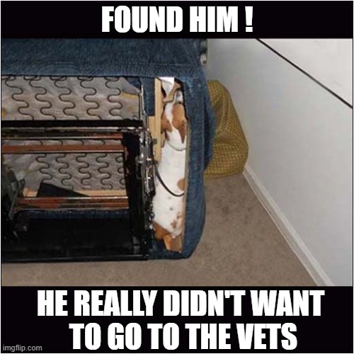 Have You Seen The Dog ? | FOUND HIM ! HE REALLY DIDN'T WANT
 TO GO TO THE VETS | image tagged in dogs,hiding,vets | made w/ Imgflip meme maker