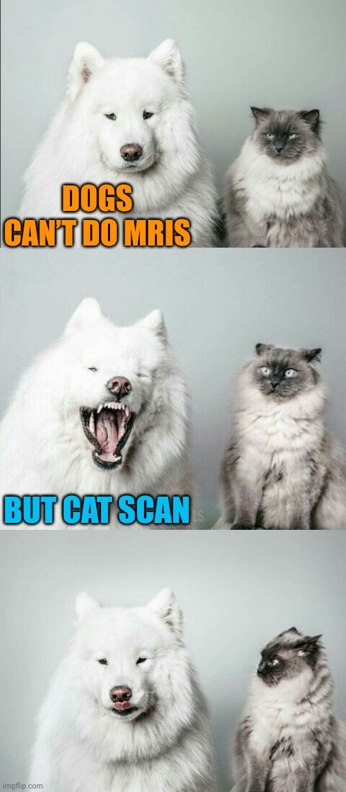 The 'Purrrr-y Dilemma' | DOGS CAN’T DO MRIS; BUT CAT SCAN | image tagged in bad joke dog cat,cats,dogs,animals,puns | made w/ Imgflip meme maker