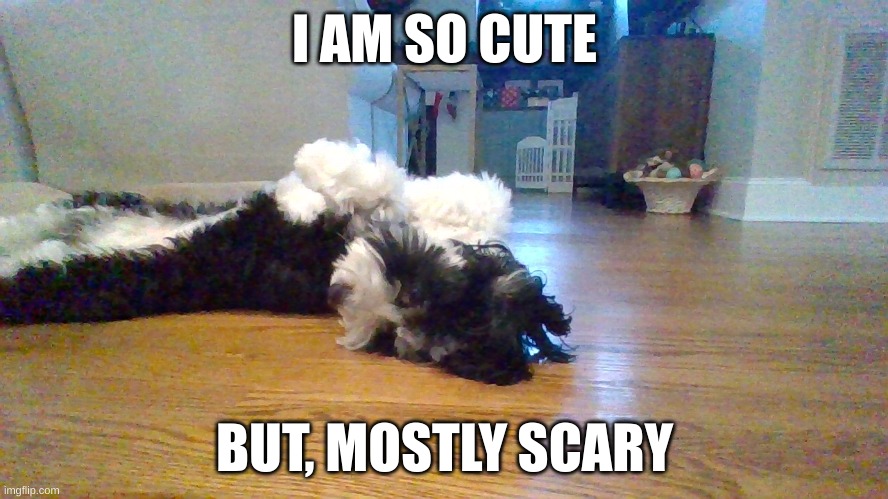 doges | I AM SO CUTE; BUT, MOSTLY SCARY | image tagged in doge,be,like | made w/ Imgflip meme maker