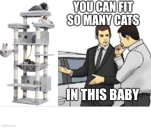 Car Salesman Slaps Roof Of Car | YOU CAN FIT SO MANY CATS; IN THIS BABY | image tagged in memes,car salesman slaps roof of car | made w/ Imgflip meme maker