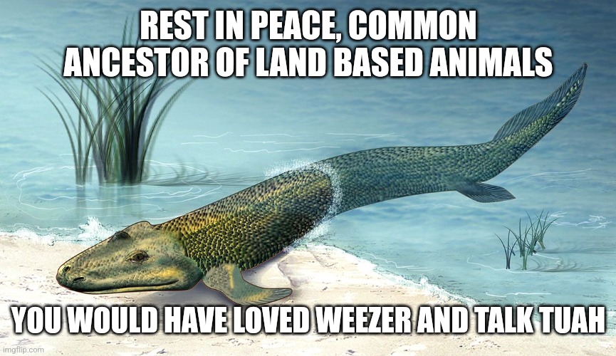 Would they though? | REST IN PEACE, COMMON ANCESTOR OF LAND BASED ANIMALS; YOU WOULD HAVE LOVED WEEZER AND TALK TUAH | image tagged in transitionary walking fish,evolution,charles darwin,weezer,hawk tuah,memes | made w/ Imgflip meme maker