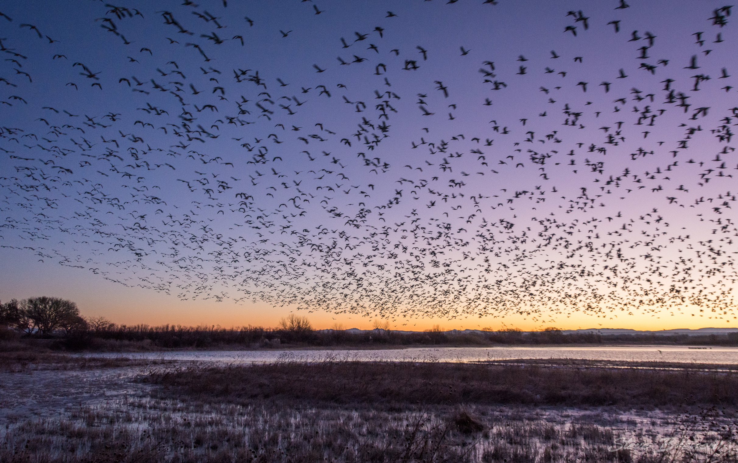 Birds At Dawn Blank Meme Template