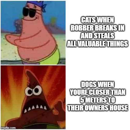 why are they so aggressive | CATS WHEN ROBBER BREAKS IN AND STEALS ALL VALUABLE THINGS; DOGS WHEN YOURE CLOSER THAN 5 METERS TO THEIR OWNERS HOUSE | image tagged in patrick blind and angry | made w/ Imgflip meme maker