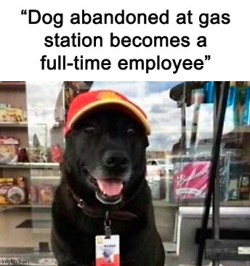 Wholesome stuff I see | image tagged in wholesome,headlines,dogs | made w/ Imgflip meme maker