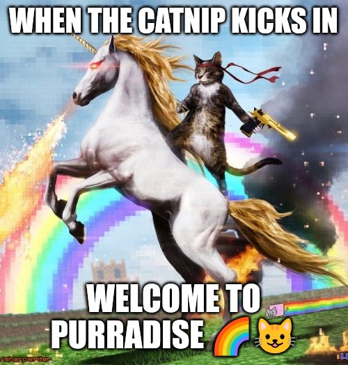 PURRADISE | WHEN THE CATNIP KICKS IN; WELCOME TO PURRADISE 🌈😺 | image tagged in memes,welcome to the internets,funny,funny memes,fun,cats | made w/ Imgflip meme maker