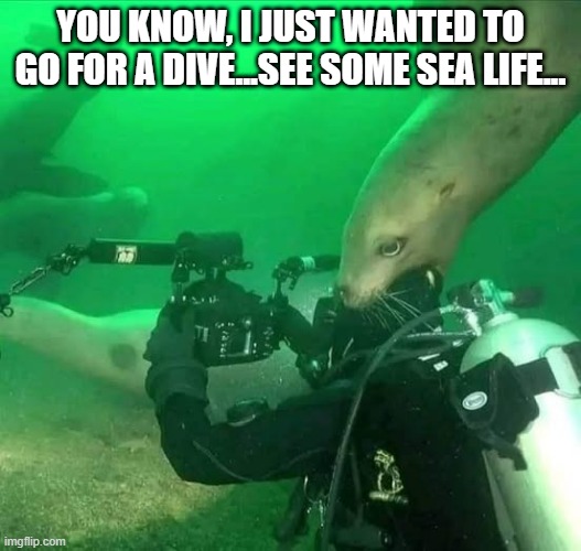 Take a Dive | YOU KNOW, I JUST WANTED TO GO FOR A DIVE...SEE SOME SEA LIFE... | image tagged in cursed image | made w/ Imgflip meme maker