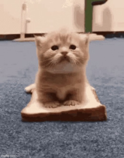 Cat on bread | image tagged in cat on bread | made w/ Imgflip meme maker