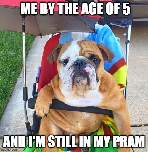 doggy pram | ME BY THE AGE OF 5; AND I'M STILL IN MY PRAM | image tagged in dogs | made w/ Imgflip meme maker