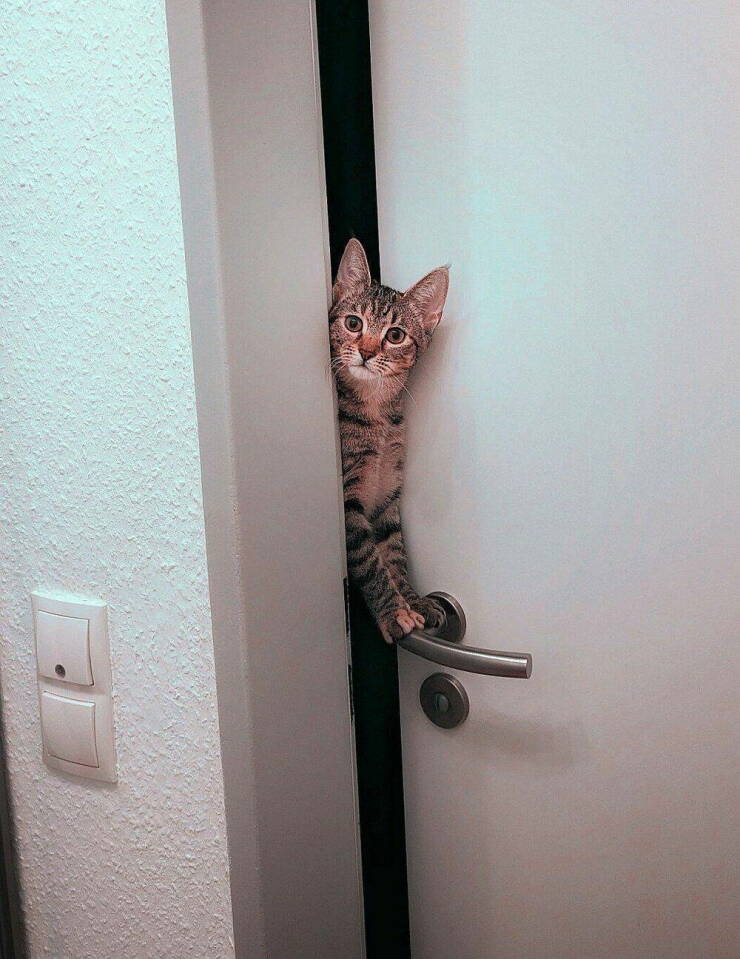 cat in the door Blank Meme Template