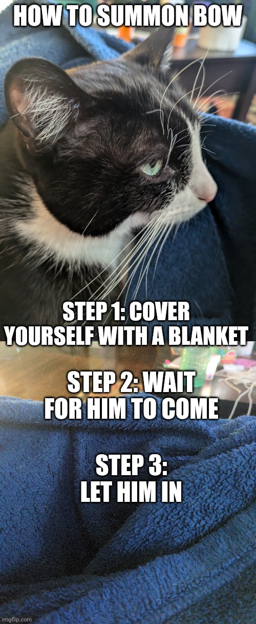 Very useful information | HOW TO SUMMON BOW; STEP 1: COVER YOURSELF WITH A BLANKET; STEP 2: WAIT FOR HIM TO COME; STEP 3: LET HIM IN | image tagged in cat,whomst has summoned the almighty one,cute | made w/ Imgflip meme maker