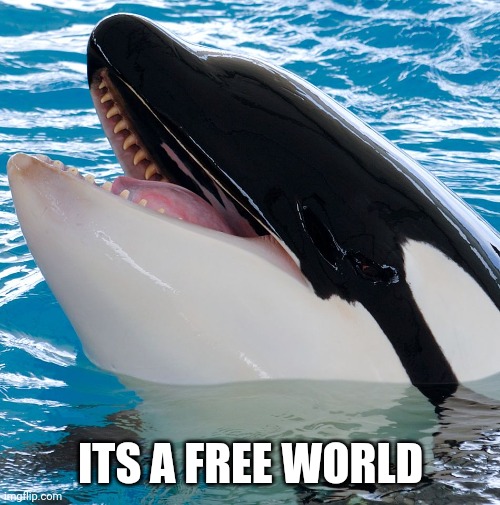 Free Willy 3  | ITS A FREE WORLD | image tagged in free willy 3 | made w/ Imgflip meme maker