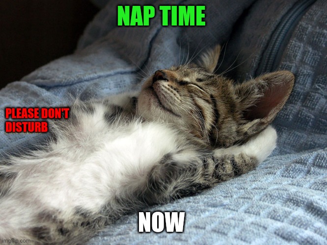 Nap time | NAP TIME; PLEASE DON'T 
DISTURB; NOW | image tagged in sleeping cat | made w/ Imgflip meme maker