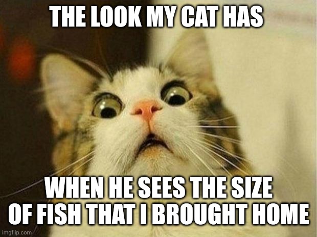 Size of fish | THE LOOK MY CAT HAS; WHEN HE SEES THE SIZE OF FISH THAT I BROUGHT HOME | image tagged in memes,scared cat,funny memes | made w/ Imgflip meme maker