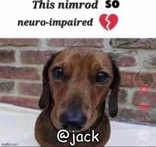 fool | @jack | image tagged in fool | made w/ Imgflip meme maker