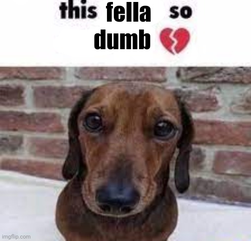 this dog so retarded | fella; dumb | image tagged in this dog so retarded | made w/ Imgflip meme maker