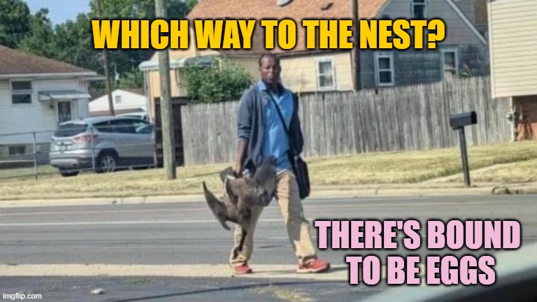 Haitian Man With Goose | WHICH WAY TO THE NEST? THERE'S BOUND 
TO BE EGGS | image tagged in haitian man with goose | made w/ Imgflip meme maker