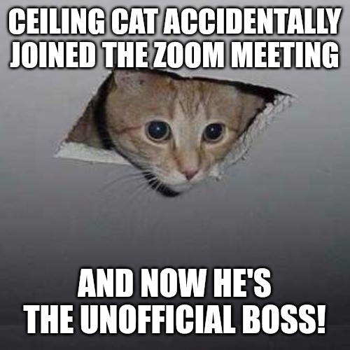 I'm the Boss now | CEILING CAT ACCIDENTALLY JOINED THE ZOOM MEETING; AND NOW HE'S THE UNOFFICIAL BOSS! | image tagged in memes,ceiling cat,funny,funny memes,fun,cats | made w/ Imgflip meme maker