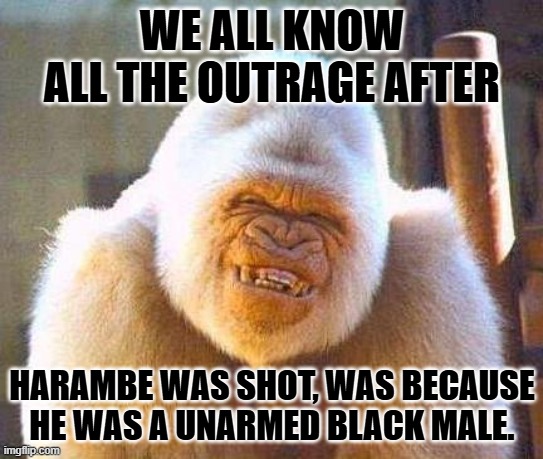 White gorilla | WE ALL KNOW ALL THE OUTRAGE AFTER HARAMBE WAS SHOT, WAS BECAUSE HE WAS A UNARMED BLACK MALE. | image tagged in white gorilla | made w/ Imgflip meme maker