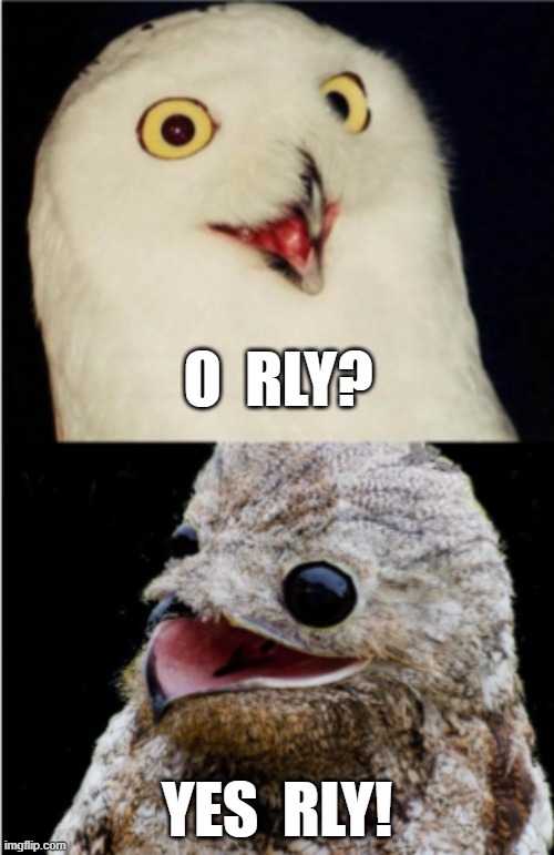 yes rly | O  RLY? YES  RLY! | image tagged in o rly,yes rly,owl | made w/ Imgflip meme maker