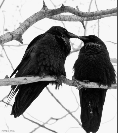 Two Black Crows. | image tagged in crows,birds,nature,animals,chris,rich | made w/ Imgflip meme maker