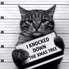 Criminal cat Blank Meme Template