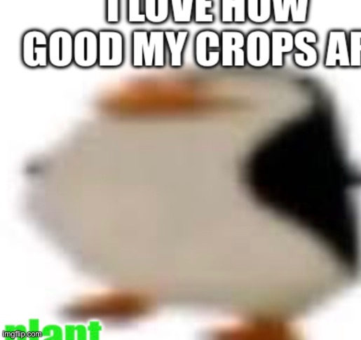 i love how good my crops are | image tagged in plant,penguin,emotional,crops | made w/ Imgflip meme maker