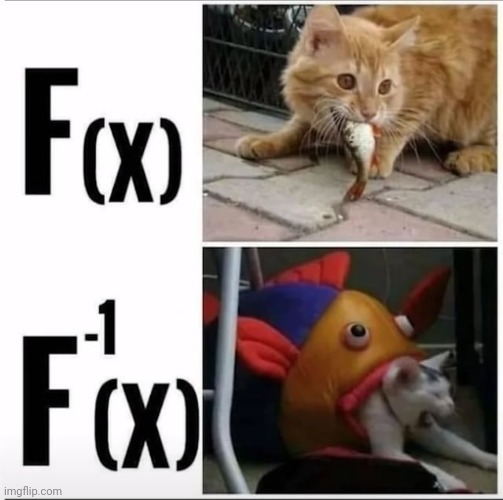 image tagged in math,cats,memes | made w/ Imgflip meme maker