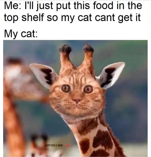 HAPPY PETS & MORE ...  ❤️ | made w/ Imgflip meme maker