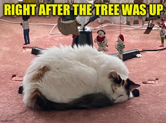 RIGHT AFTER THE TREE WAS UP | made w/ Imgflip meme maker