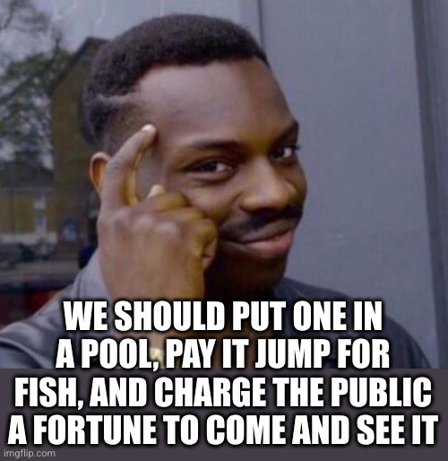 black guy pointing at head | WE SHOULD PUT ONE IN A POOL, PAY IT JUMP FOR FISH, AND CHARGE THE PUBLIC A FORTUNE TO COME AND SEE IT | image tagged in black guy pointing at head | made w/ Imgflip meme maker