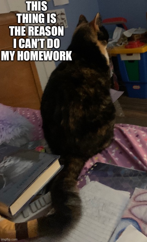 ADHD + cat + Homework = unfinished homework | THIS THING IS THE REASON I CAN’T DO MY HOMEWORK | image tagged in adhd,cat,school | made w/ Imgflip meme maker