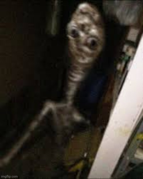 What do you do if you see this? | image tagged in old growth | made w/ Imgflip meme maker