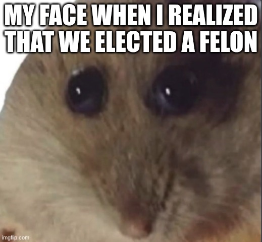 actually | MY FACE WHEN I REALIZED THAT WE ELECTED A FELON | image tagged in hampter,politics | made w/ Imgflip meme maker