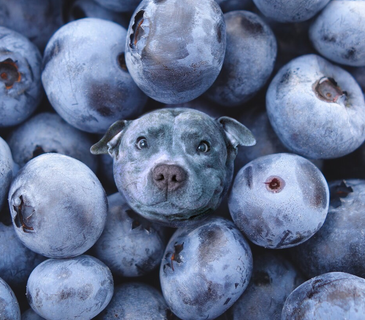 Blueberry dog Blank Meme Template