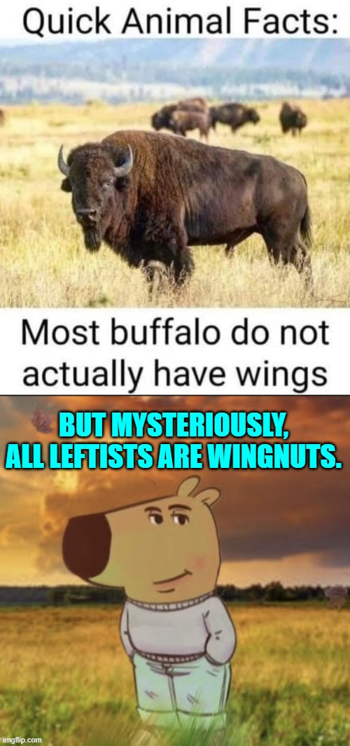 Wingnuts and Useful Idiots; the Dem Party will never run out of either. | BUT MYSTERIOUSLY, ALL LEFTISTS ARE WINGNUTS. | image tagged in yep | made w/ Imgflip meme maker