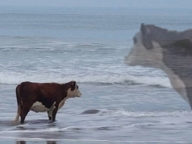 Cow Reflexion Blank Meme Template