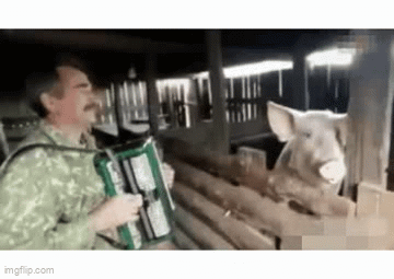 Pig Rapper Gif What Tune Is He Playing To The Pig ? - Imgflip