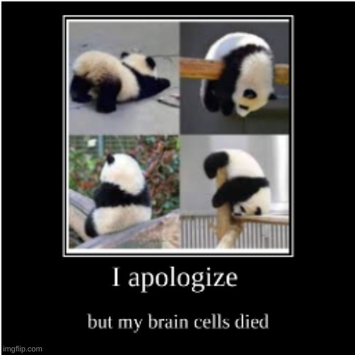 My brain is not working | image tagged in panda | made w/ Imgflip meme maker